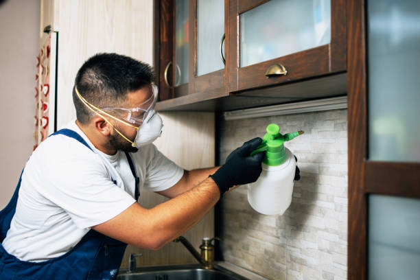 Best Wasp Removal Services  in Normal, IL
