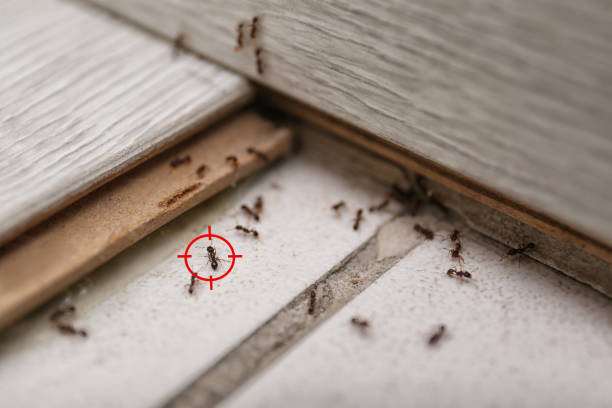 Best Emergency Pest Control  in Normal, IL