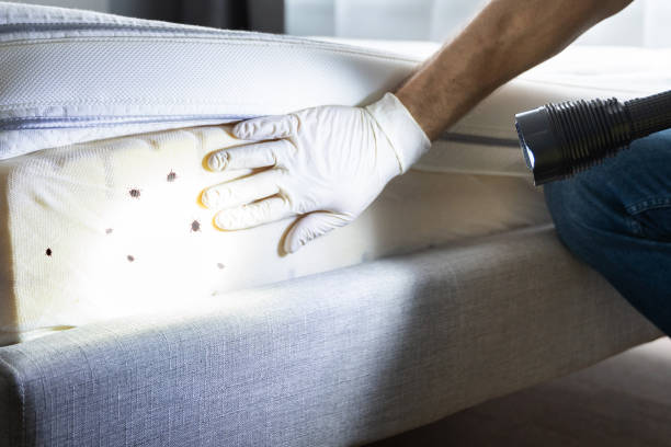 Best Flea Control Services  in Normal, IL
