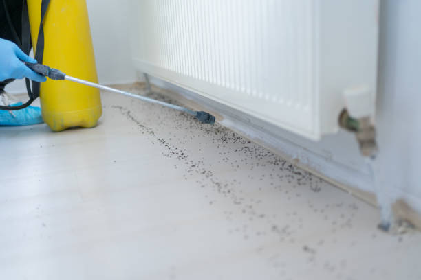 Best Local Pest Control Services  in Normal, IL