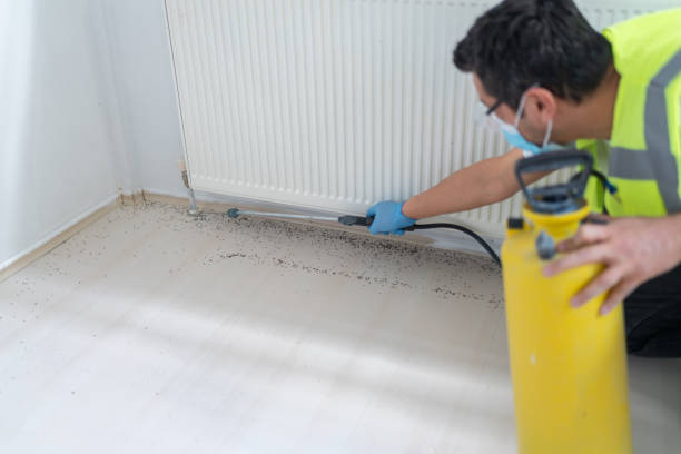Best Insect Control  in Normal, IL